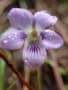 大和葛城山の花