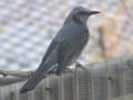 この冬に庭に遊びに来てくれた野鳥たち