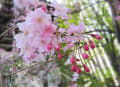 [21]sakura8.jpg