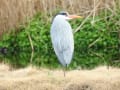 令和2年3月初旬なぎさの生き物