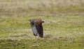 淀川周辺の野鳥　３月