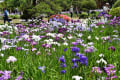 2015/06 堀切菖蒲園のかつしか菖蒲祭り