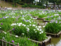 戸畑夜宮公園の菖蒲池