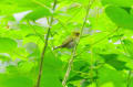 琵琶湖畔の鳥
