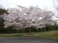 桜が満開、　ウッディ広場、　県立三木山森林公園