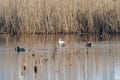 日本野鳥の会福岡支部・今津定例探鳥会（福岡市西区）