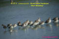 [17]Broad-Billed Sandpiper11Jan2013-02a-s.jpg