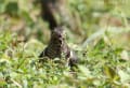 カッコウの幼鳥　イモムシを捕食