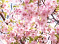 早咲きの桜・井の頭公園西園2012/04/01