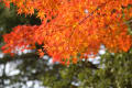 ２０１２年紅葉写真（千葉公園）