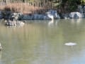 葛西臨海公園に集う鳥と水仙の花