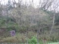 ハナミズキが芽吹き始めた。　県立三木山森林公園　植物図鑑