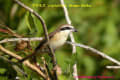 [18]Brown Shrike21Dec08-6a-s.jpg