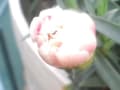 通りすがり花写メ〓３月17日16時12分〓