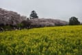 2017/04 幸手権現堤の夜桜