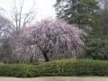 花木園(横浜市鶴見区)のしだれ梅