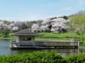 大泉緑地の桜（２０１４年４月２日）