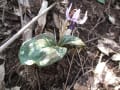 散歩風景　カタクリの花とか・・