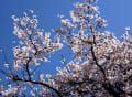 荒山公園の桜