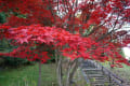 大谷川公園と杉並木公園の紅葉と羽黒山頂からの風景