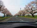 [28]l桜2023_28.jpg