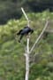 オサハシブトガラス（沖縄県八重山郡竹富町）