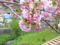 平瀬川の桜たち