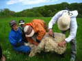 羊の毛刈り