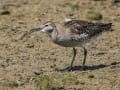 チュウシャクシギの採餌