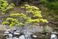 水源のもりの山桜