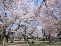 各務原市民公園＆新境川の桜２(2012_04)