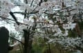 高幡不動尊の桜