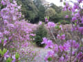 菅原神社のミツバツツジ・枝垂れ桜（4/16)