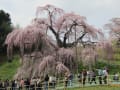 [24]滝桜 (9).JPG