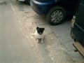 北京の街角で見かけたブサカワ犬