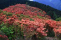 ２０１２年５月２４日　やっと念願の葛城山の躑躅（つつじ）が見れました♪