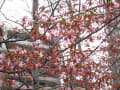 桜と躑躅