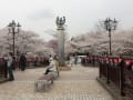 新境川（各務原市）の桜(2013_0402)