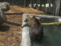 旭山動物園