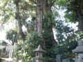 等々力満願寺のケンポナシ　等々力玉川神社のとっくりグス　その他保存樹木