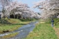 満開の観音桜桜