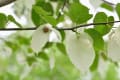 延岡植物園　約束の１０枚