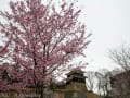 上田城の桜　　　音楽村