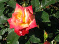 南部丘陵公園の薔薇の花