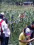 佐用町とうもろこし収穫イベント　あの頃チャンネル(2010年08月08日～2010年08月14日)