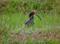 佐渡島の保護鳥　トキ　