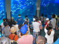 夏休みの八景島水族館