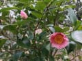 2017/03/27現在、舞鶴自然文化園で咲いているの椿
