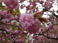 大阪造幣局の桜