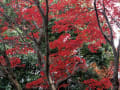 天拝山の紅葉H21